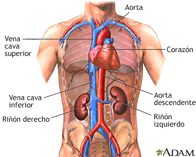DEFINICION DE DOLOR ABDOMINAL definicion de dolor abdominal: