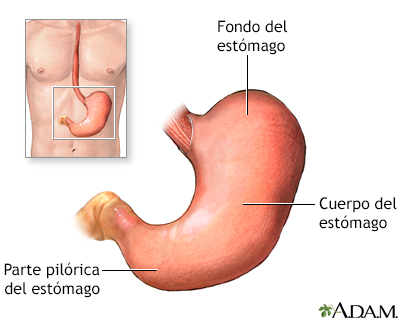 CANCER GASTRICO GASTRECTOMIA cancer gastrico gastrectomia: